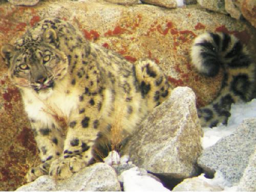 Jigmet Dadul - Conservation of Snow Leopard through “Predator